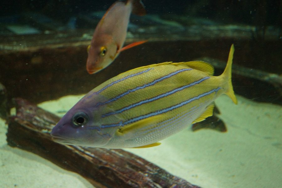 Great Lakes Aquarium в Дулуте