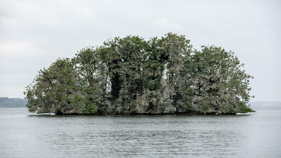 Die Insel Sterin im Großen Plöner See mit Kormoranen.