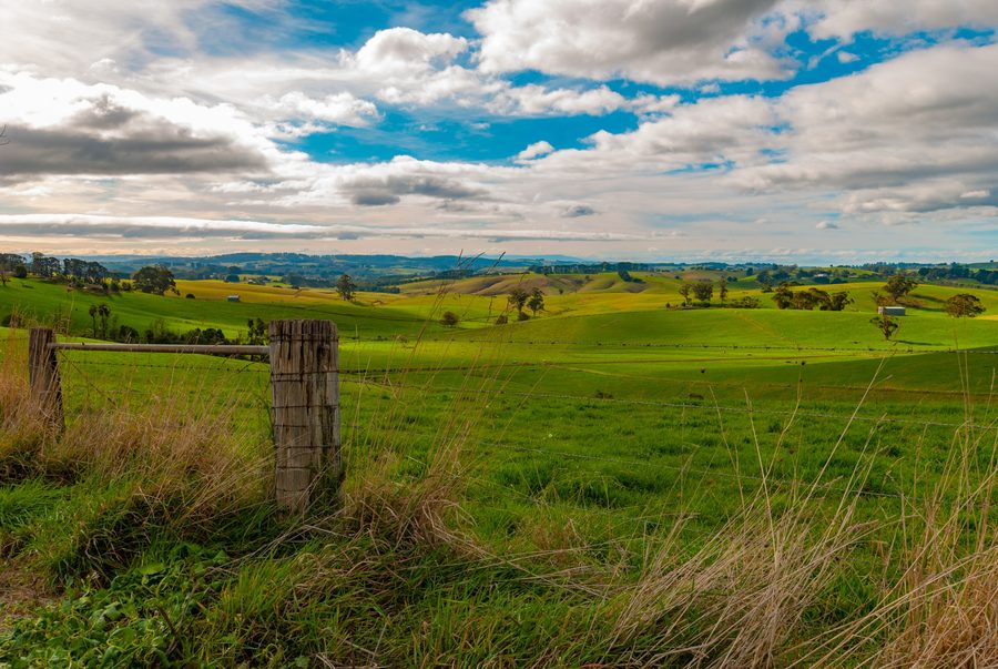 Blick über hügeliges Farmland in Richtung Strzelecki Ranges bei Mirboo North