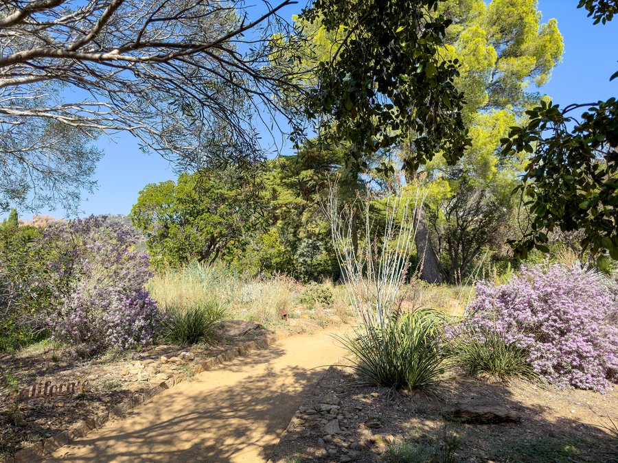 File:Australian native plants in the Domaine du Rayol, Mediterranean Gardens near Cavalaire-sur-Mer, France (53698064724).jpg