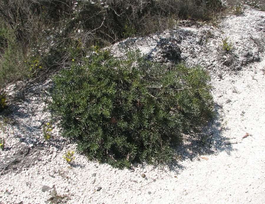 Banksia marginata в Anglesea Heath в Виктории