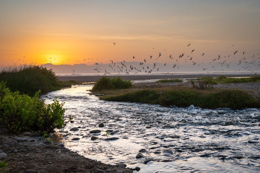 Lluta river wetland with open water and reeds near Arica.