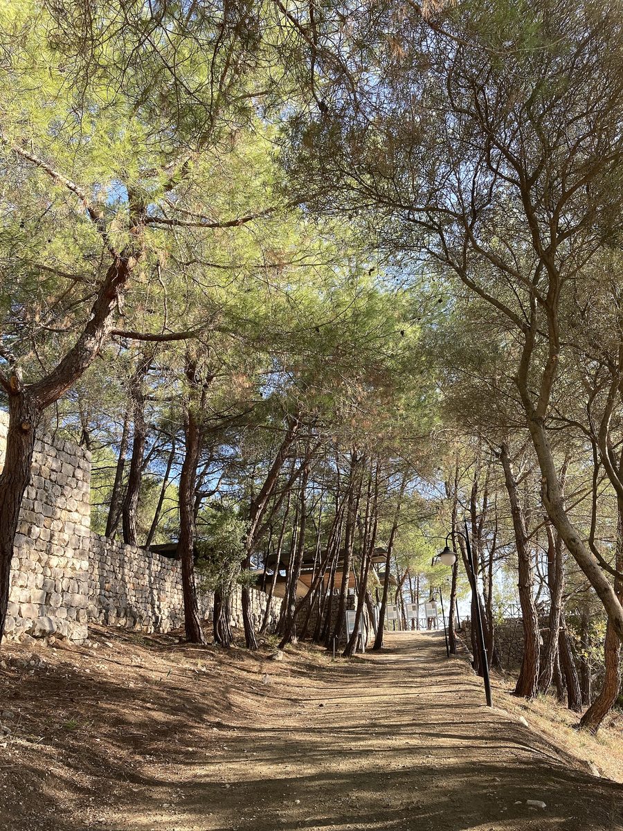 Bäume im Karatepe-Aslantaş-Nationalpark in der Provinz Osmaniye