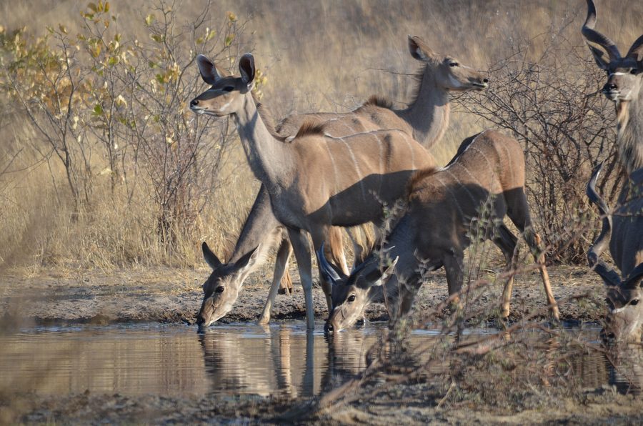 Kudus trinken an einer Wasserstelle im Central Kalahari Game Reserve in Botswana