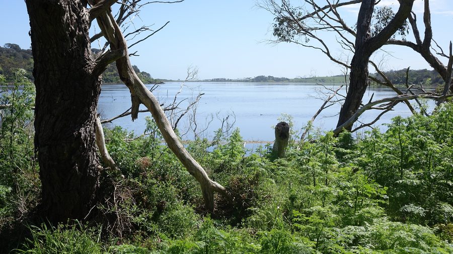 Озеро Tower Hill в заповеднике Tower Hill Wildlife Reserve, Виктория, Австралия