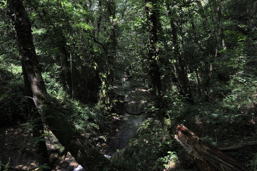 File:BOSQUE EN CASCADAS DE ONETA - panoramio.jpg