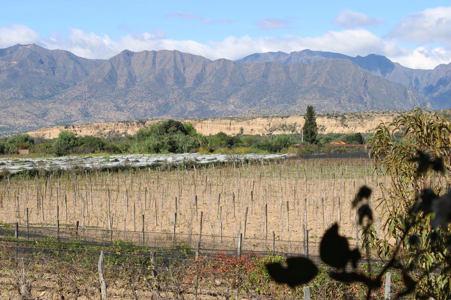 Trockene Weinreben in Uriondo im Departement Tarija