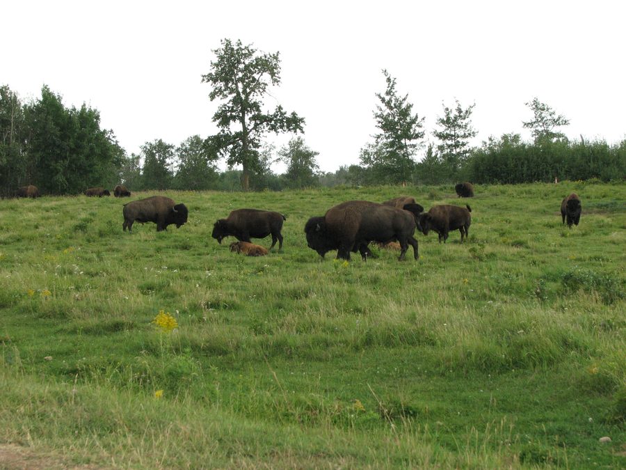 Стадо бизонов в Elk Island National Park.