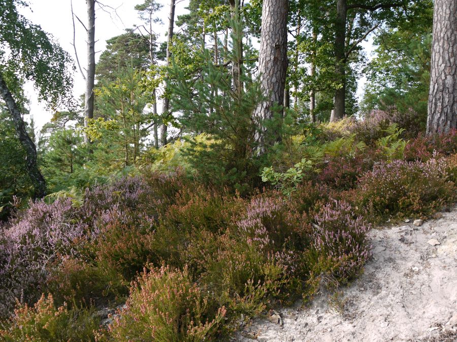 Waldgebiet des Forêt de Rambouillet in der Île-de-France