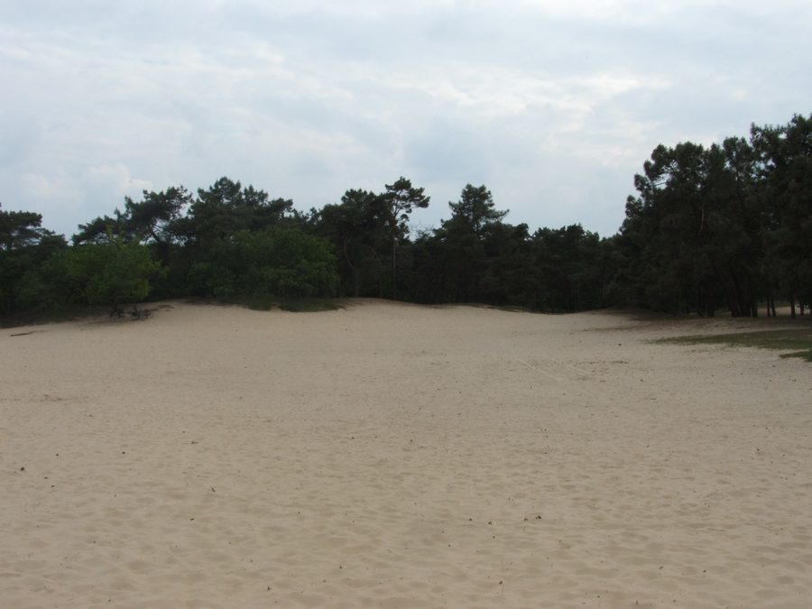 Песчаные дюны и вересковые пустоши в национальном парке Loonse en Drunense Duinen.