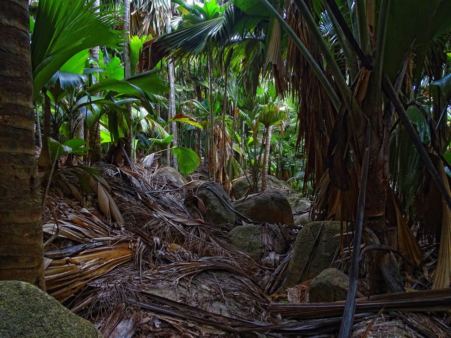Dichter tropischer Palmenwald im Vallée de Mai auf Praslin