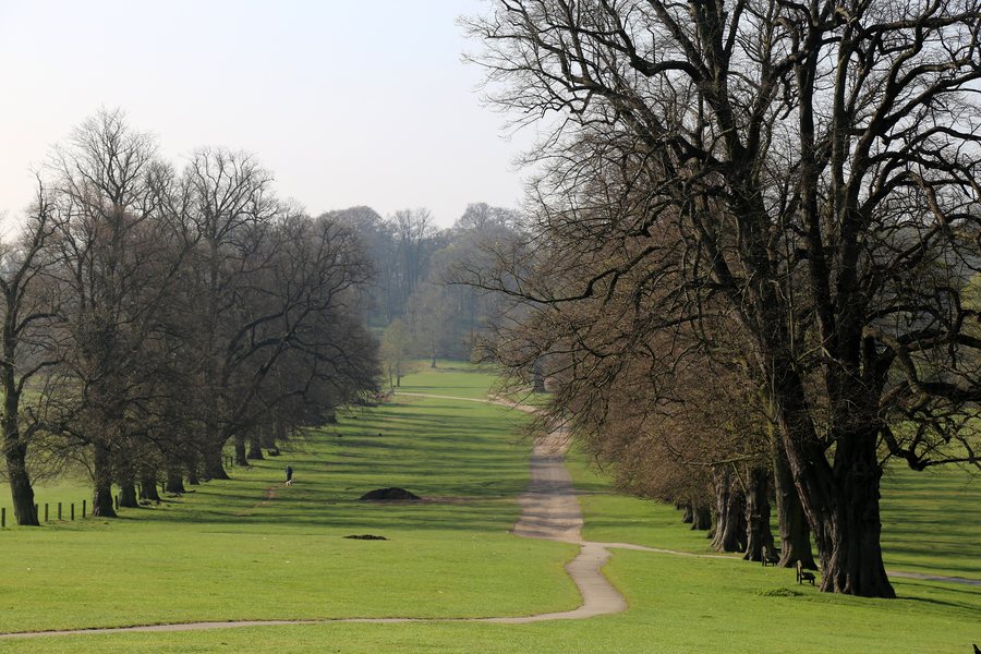 File:Avenue of trees at south of Wollaton Hall, Nottinghamshire, England 02.jpg