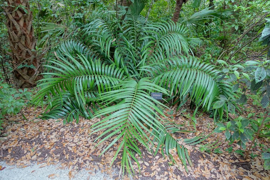 Ботанический экземпляр в McKee Botanical Garden в Веро-Бич