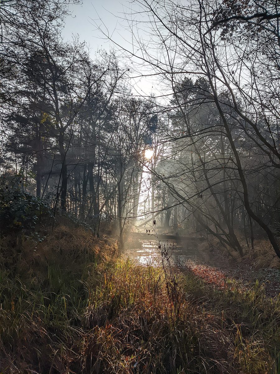 Солнечный свет между деревьями в парке Parco delle Groane