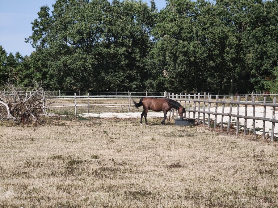 File:Stallion in the commune of La Roche-Rigault in France - 2026-07-24.jpg
