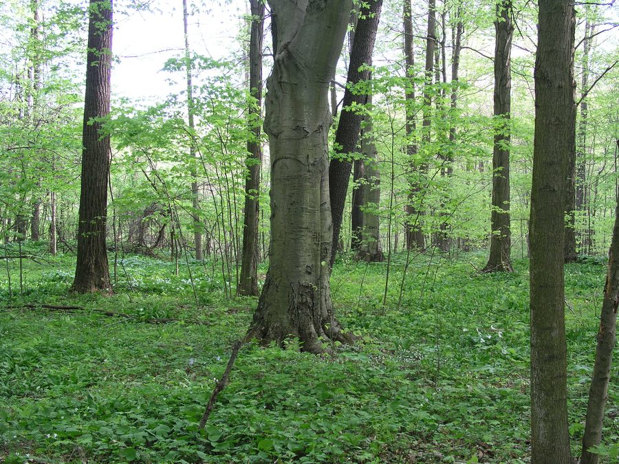 Лесистая местность в природном заповеднике Dowagiac Woods