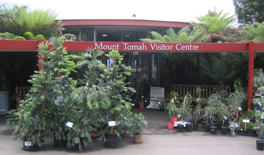 Воллемия благородная перед посетительским центром ботанического сада Mount Tomah