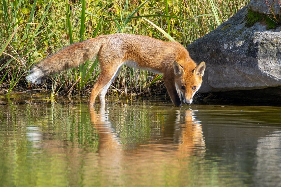 File:Red Fox drinking from a lake in Gennevilliers, France.jpg