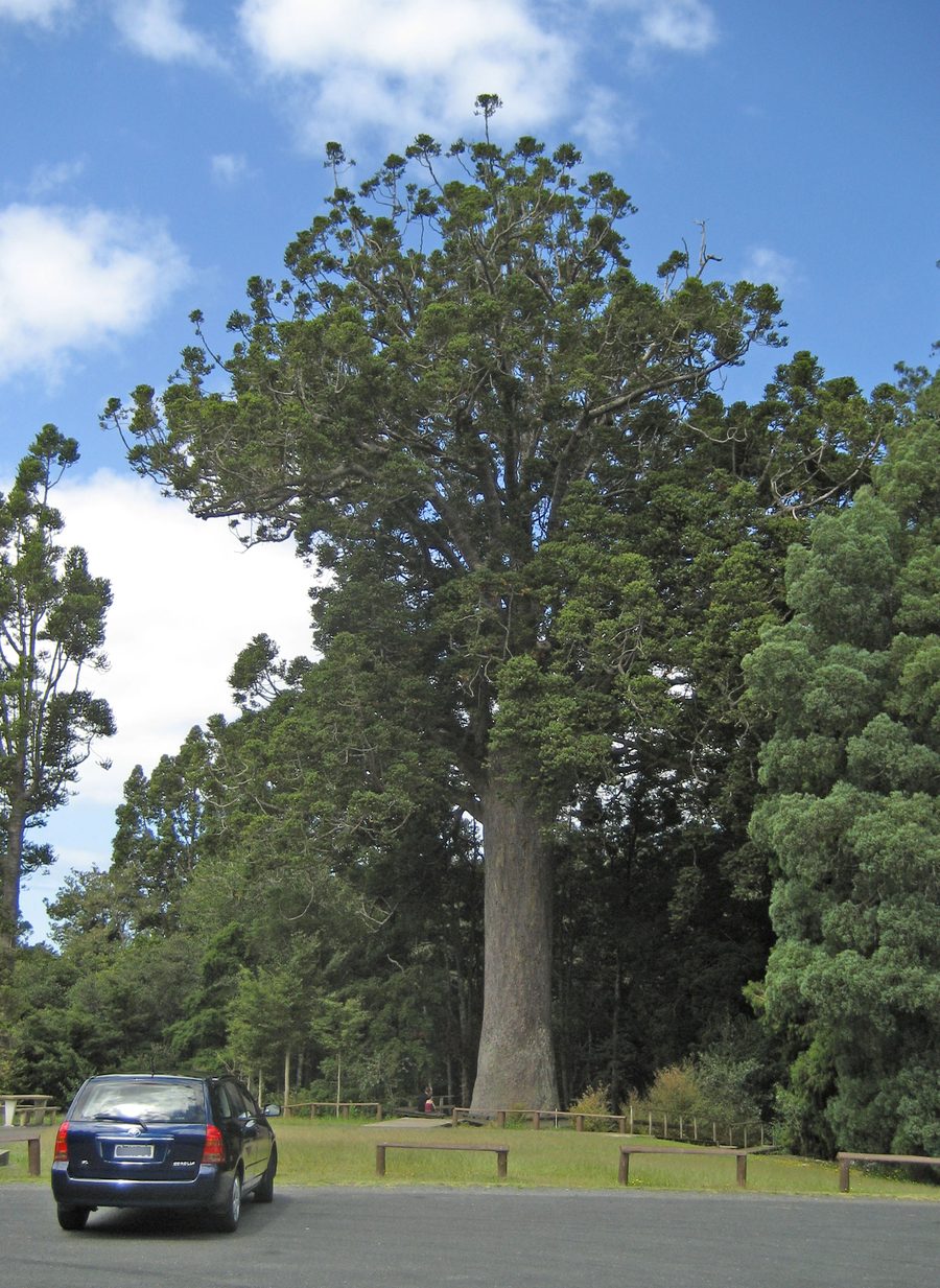 Каури McKinney в Parry Kauri Park рядом с Уоркуортом