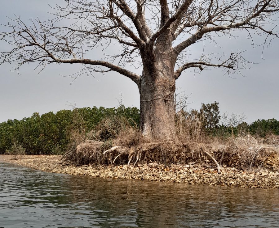 Ein einzelner Baum steht in seichtem Wasser, umgeben von Mangroven im Saloum-Delta in Senegal.