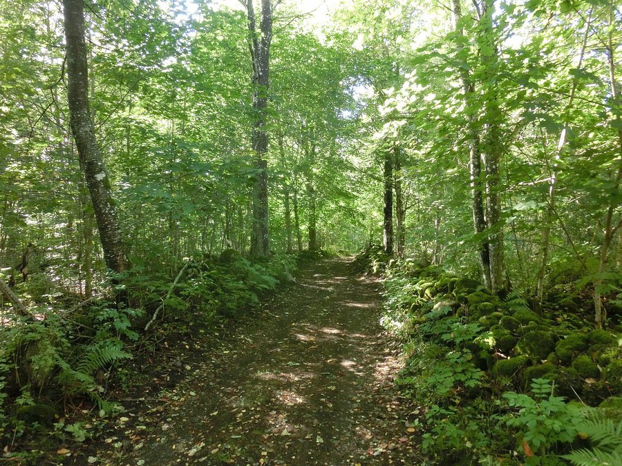 File:Torrevalla kyrkväg (RAÄ-nr Sörby 152) genom Skattegårdens mark 2018-09-15 (7500).jpg