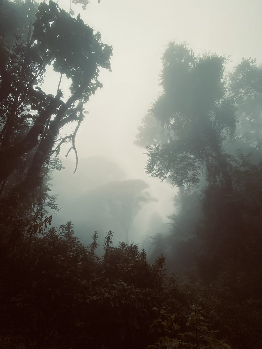 Misty volcanic slopes in the Mount Cameroon area.