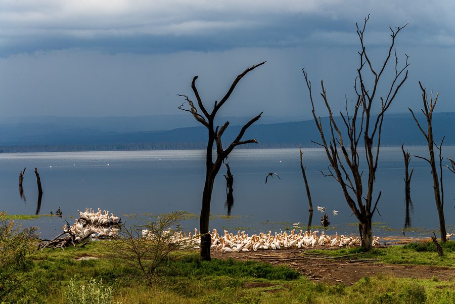 Pelikanansammlung am Ufer des Nakurusees in Kenia vor abgestorbenen Bäumen und Regenwolken.
