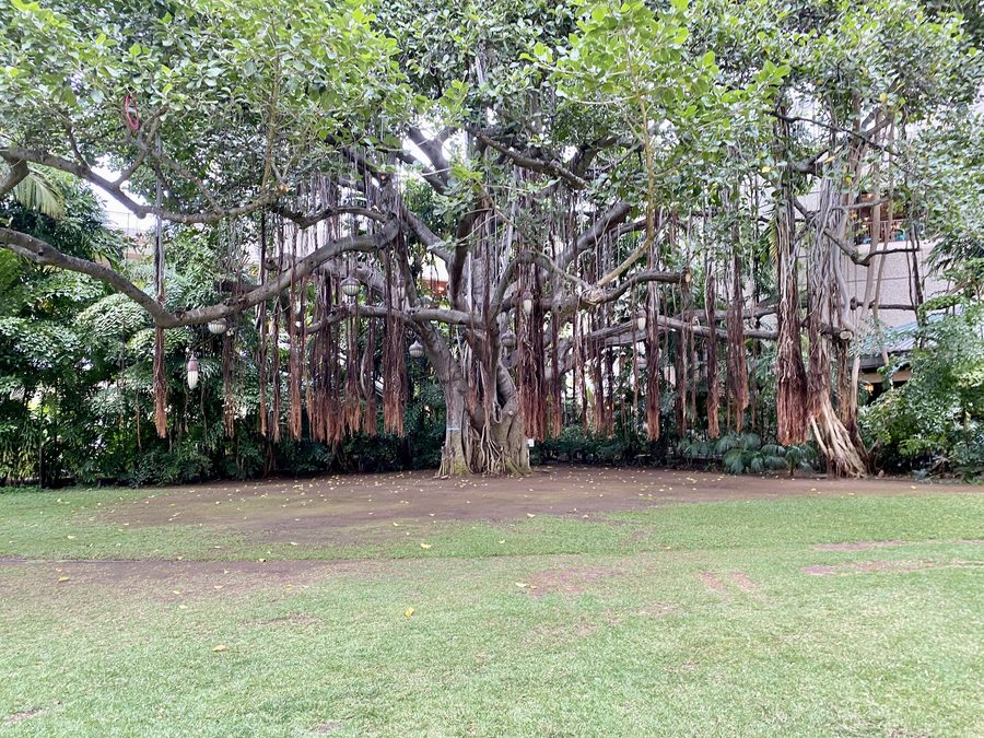 Калакауа-авеню в Вайкики с отелем Royal Hawaiian и баньяновым деревом.