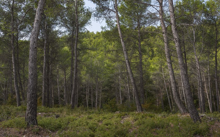 File:Pinus forest, Saint-Rémy-de-Provence cf01.jpg