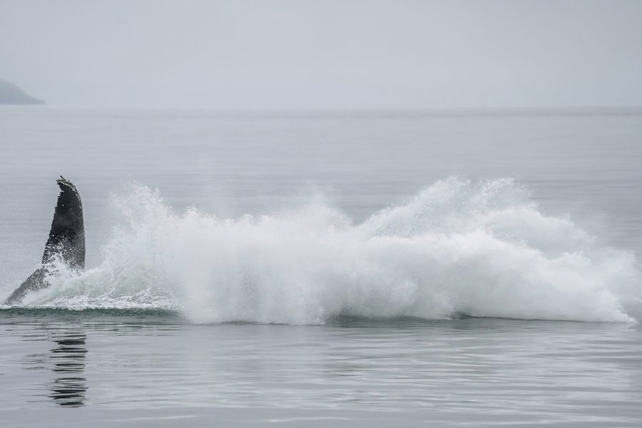 Горбатый кит выпрыгивает из воды у побережья Исландии.
