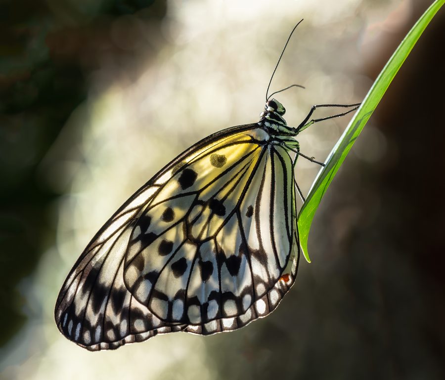 Рисовая бумажная бабочка, сквозь которую пробивается солнечный свет, в Butterfly World, Флорида