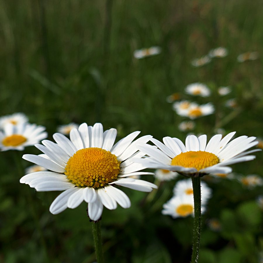 File:Pruillé, Maine-et-Loire, France - Flickr - pom'..jpg
