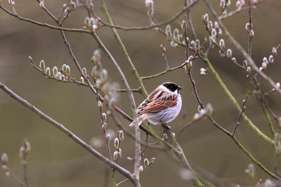 File:Emberiza schoeniclus -Watermead Country Park, Leicestershire, England-8.jpg