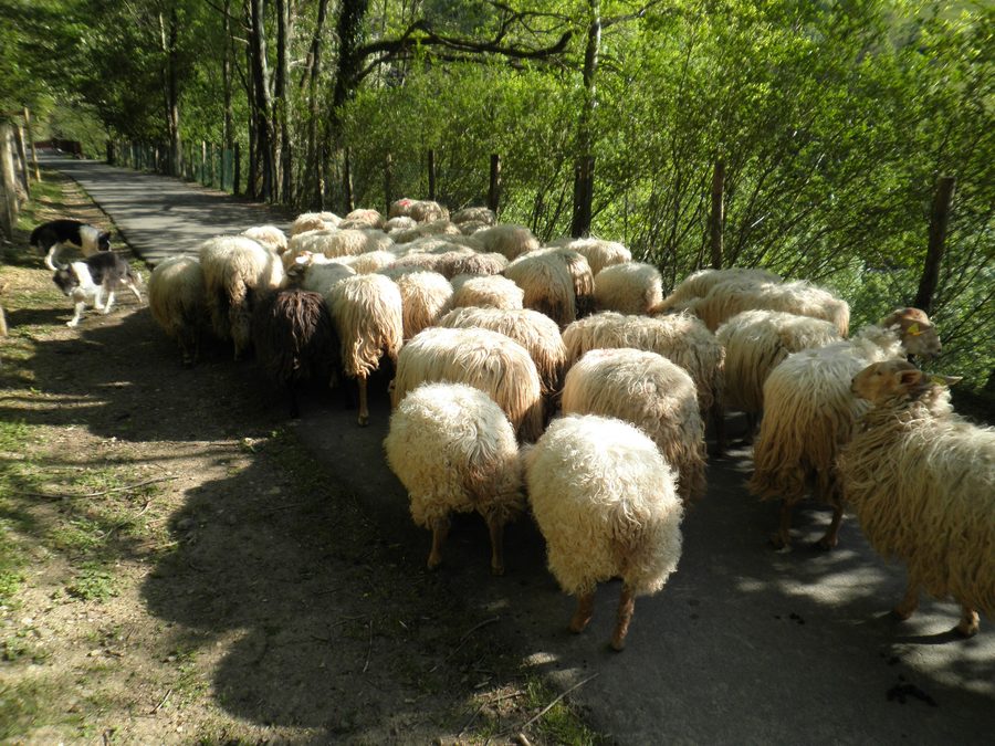 Schafe im grünen Leitzaran-Tal bei Andoain im Baskenland