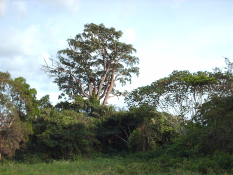 Végétation en bord de route entre Owando et Makoua dans le département de la Cuvette, République du Congo.