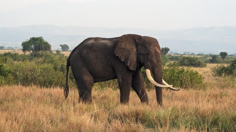 Elefant in der Savanne des Queen-Elizabeth-Nationalparks in Uganda.