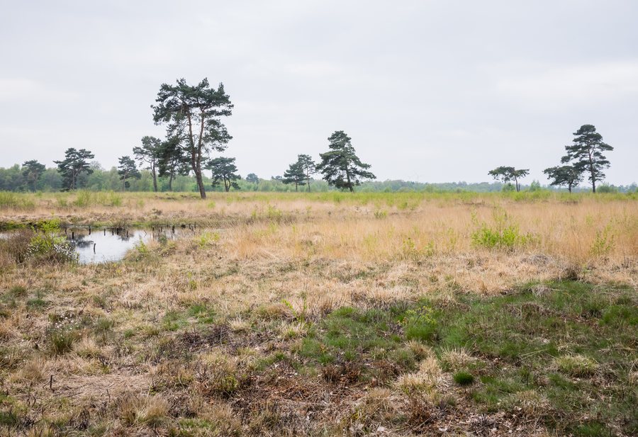 File:Ostercappeln - Venne - Venner Moor 07.jpg