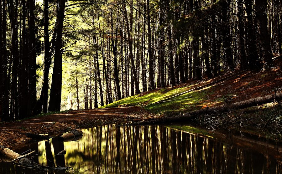 Waldlandschaft im Kuitpo Forest in South Australia