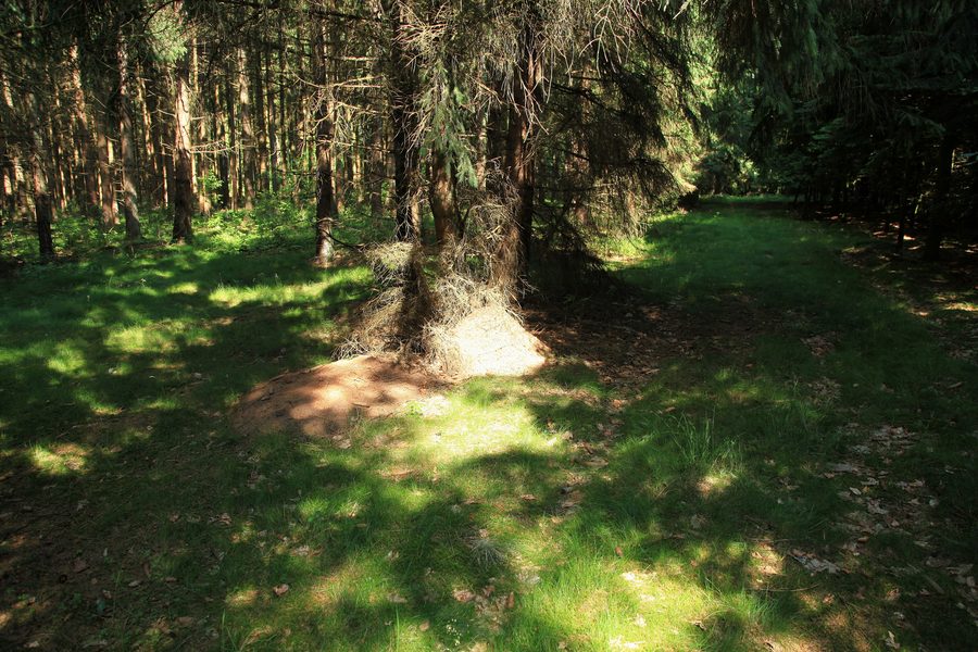 Margarethenwallweg в Эллингштедте