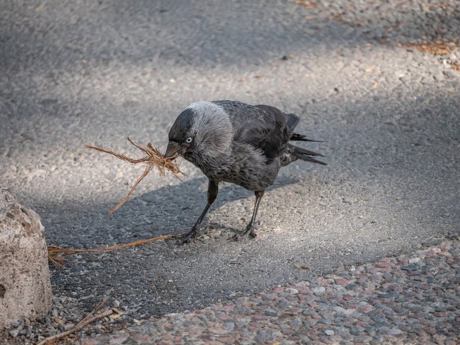 File:Western jackdaw In Västmanland, Sweden 2.jpg