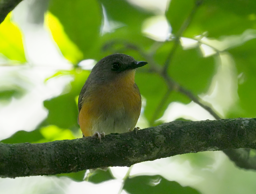 Äquatorial-Akalat sitzt auf einem Ast im Kakamega Forest in Kenia.