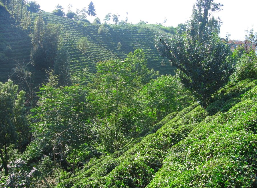 Teeplantage in der bergigen Landschaft nahe Rize