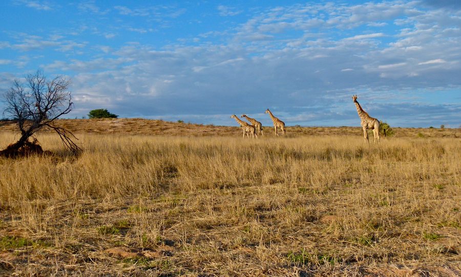 Giraffes in the Auob Riverbed of Kgalagadi Transfrontier Park, South Africa