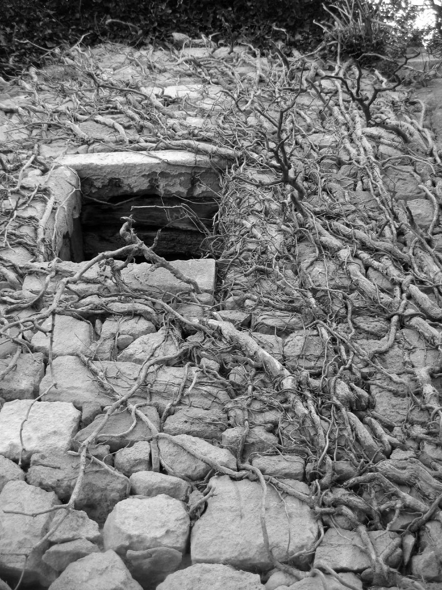 File:Branches, Oppède, France (465181987).jpg