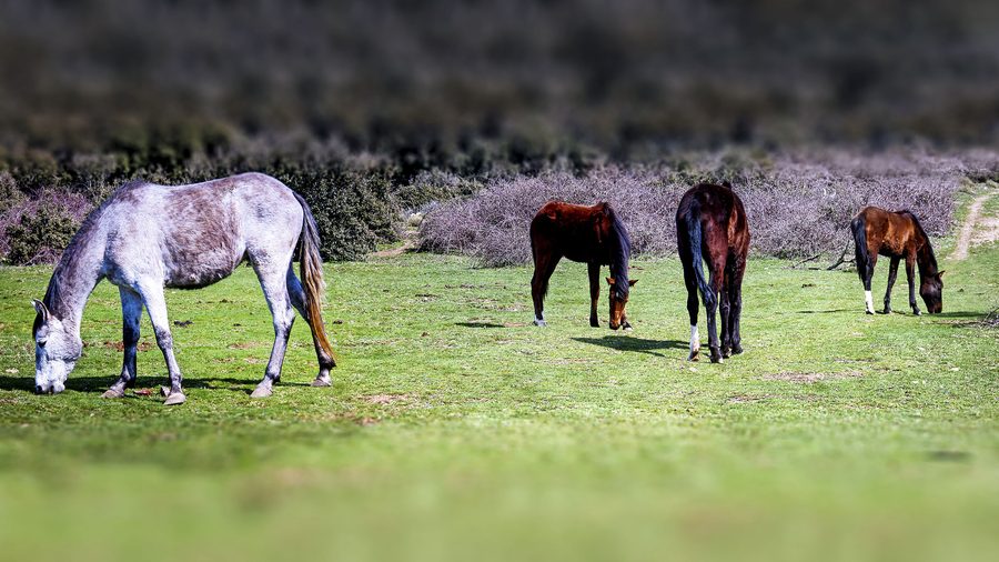 Pferde in der Berglandschaft des Parc national de Chréa in der Wilaya de Blida