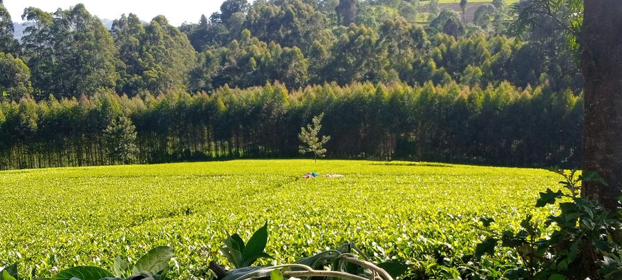 Teeplantage im östlichen Bomet County in Kenia