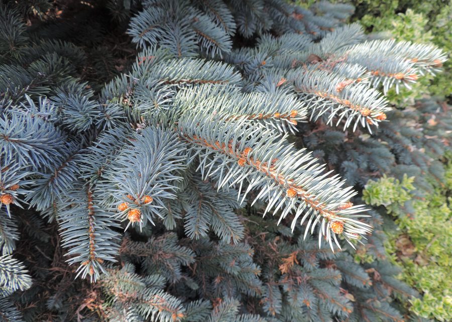Picea pungens 'Białobok' в арборетуме в Лузине