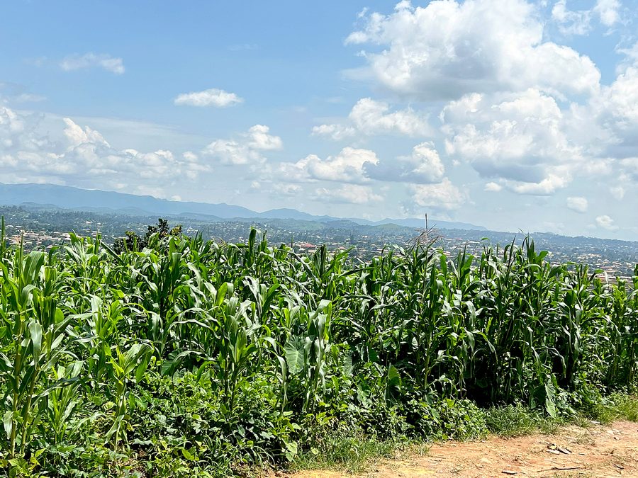 Grüne Hügellandschaft im Bamenda-Hochland mit Bäumen, kleinem Wasserfall und landwirtschaftlich genutzten Flächen