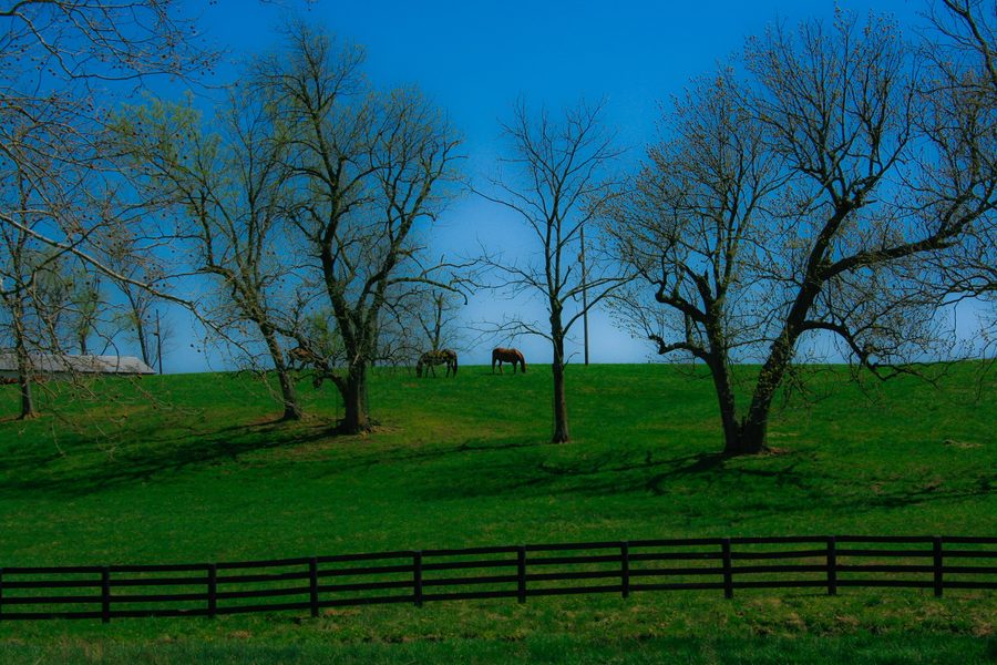 Zwei Pferde auf der Manchester Farm in Lexington, Kentucky