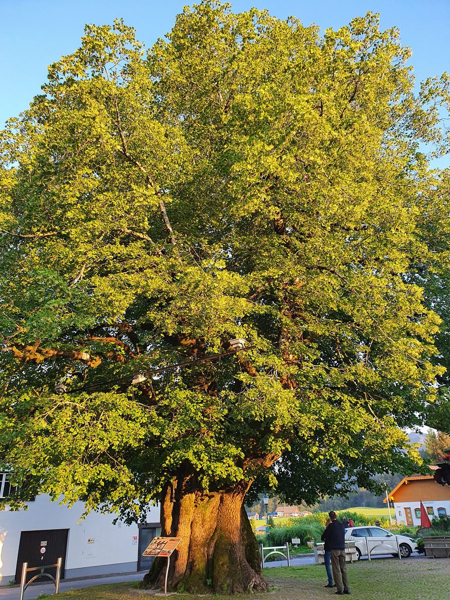 Tausendjährige Linde in Faistenau